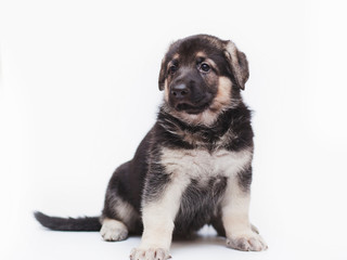 Obraz premium little shepherd puppies