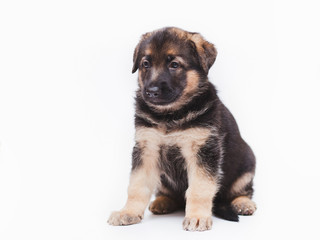 little shepherd puppies