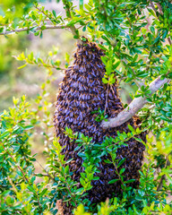 Fototapeta na wymiar Sustainable honey production near Melbourne, Australia