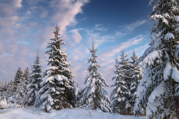 view of the beautiful snow-covered spruce forest