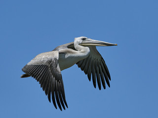 Fototapeta na wymiar Pink-backed pelican (Pelecanus rufescens)