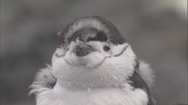 Chinstrap penguin (Pygoscelis antarctica) moulting chicks preens 