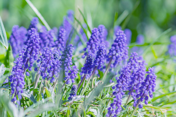 Blue grape hyacinth, Muscari Armeniacum flowers in flowerbed