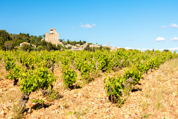 Fototapeta na wymiar vineyards near Chateauneuf-du-Pape, France