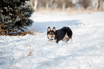 puppy dog breed border collie