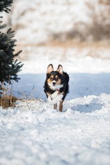 puppy dog breed border collie
