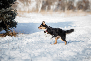 puppy dog breed border collie