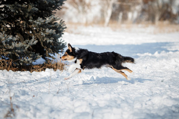 puppy dog breed border collie