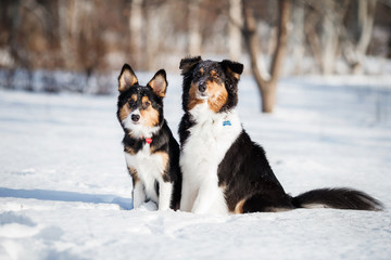 puppy dog breed border collie