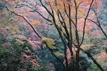 Obraz na płótnie Canvas Minoo Waterfall and Minoo Park