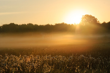 foggy morning meadow