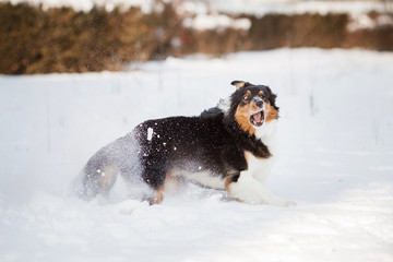 puppy dog breed border collie