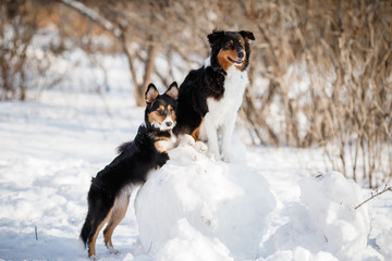 puppy dog breed border collie