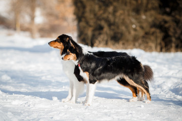 puppy dog breed border collie