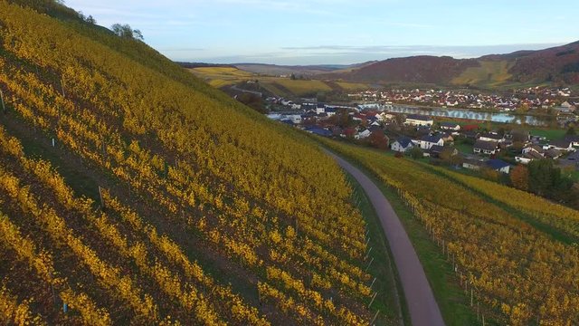 Vineyards in autumn, Ayler Kupp, Ayl, Saar Valley, Rhineland-Palatinate, Germany, Europe