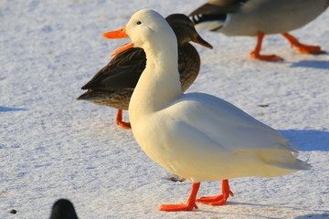 Portrait of a wild bright snow-white duck on white snow. Bright orange paws and open beak. Close-up. Wild nature. Rare winter genetic mutation. Ukraine, 2019