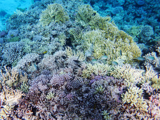Naklejka na ściany i meble colorful, beautiful living corals at the bottom of the red sea, against the background of the sea depth
