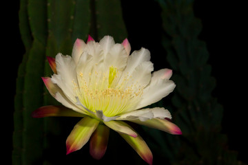 The white flower of the cactus cereus blooming at night