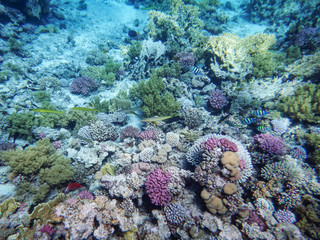 the underwater world of the Red Sea colorful, beautiful living corals at the bottom of the red sea, against the background of the sea depth