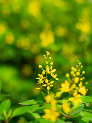 Small yellow flower in the nature.