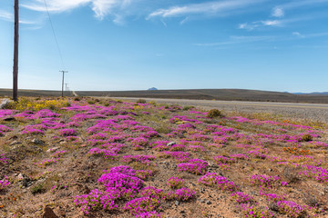 Landscape with wild flowers next to road R27