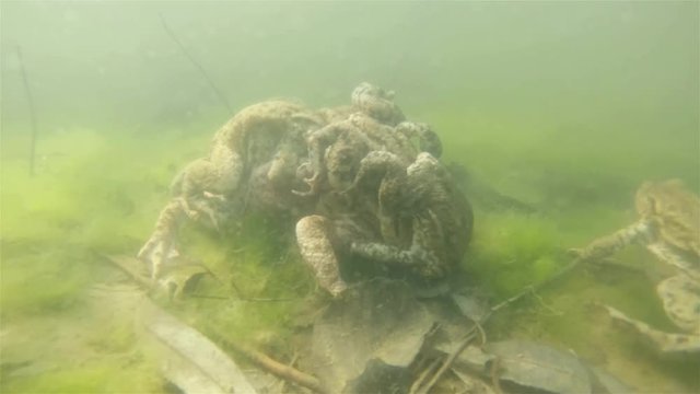 Underwater footage of Common toad (Bufo bufo) haveing a love. Spawning of  European toad underwater with eggs. Swimming frogs in pond habitat.