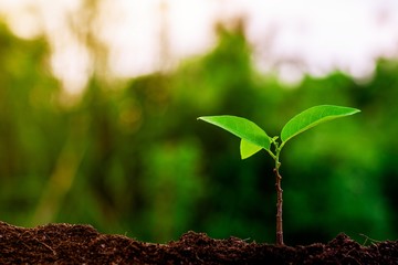 small plant growing in the morning.