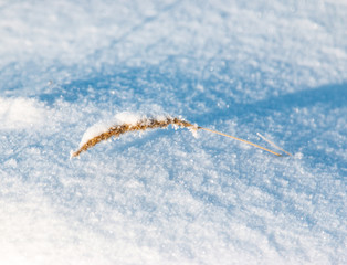 winter grass in the snow