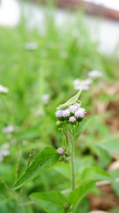 grasshopper on green leaves