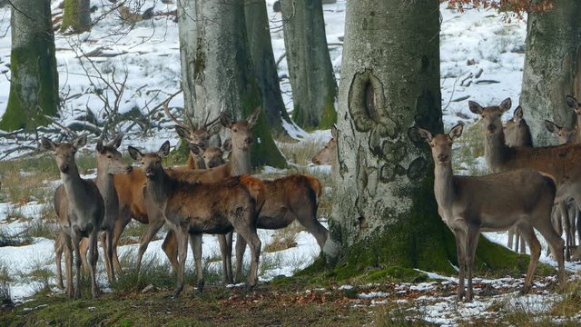 Harts in winter forest, Weiskirchen, Hunsrueck, Rhineland-Palatinate, Germany, Europe