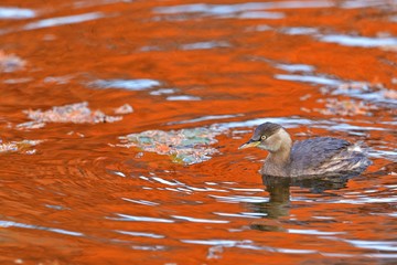 紅葉映す水面でくつろぐカイツブリ