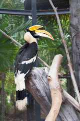 Great hornbill in the zoo. Thailand