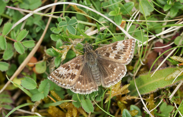 A pretty Dingy Skipper Butterfly (Erynnis tages) perched on a plant with its wings open.	