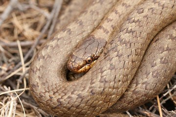 Fototapeta premium A rare Smooth Snake (Coronella austriaca) coiled up in the undergrowth. A non-venomous snake and is exceptionally rare in the British Isles.