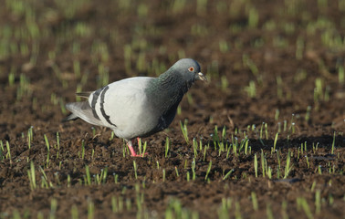 A Rock Dove or Feral pigeons (Columba livia) searching for food in a crop field that is just starting to show the newly grown green shoots.