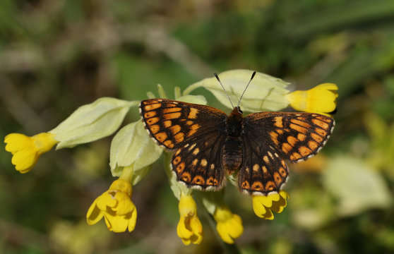 A stunning rare female Duke of Burgundy Butterfly (Hamearis lucina) perched on a cowslip flower (Primula veris). 