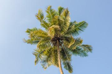 top of a green palm tree with coconuts against a blue clear sky. bottom view