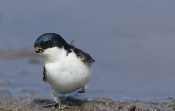 A House Martin (Delichon urbica) standing by a muddy puddle with one leg on the floor and one leg raised.