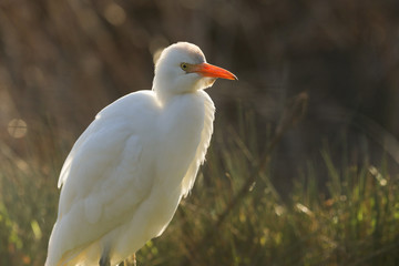 A beautiful Cattle Egret (Bubulcus ibis) hunting for food in a field where cows are grazing in the UK.	