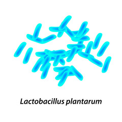 lactobacillus. Probiotic. Lactobacillus plantarum. Infographics. Vector illustration on isolated background.