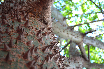 Chorisia Speciosa Trunk in Mexico