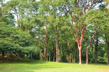 Mexico Jungle Landscape in Chiapas