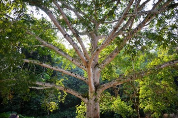 Mexico Jungle Landscape in Chiapas