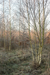 Silver birch trees in winter