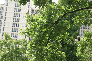 arbre dans la ville