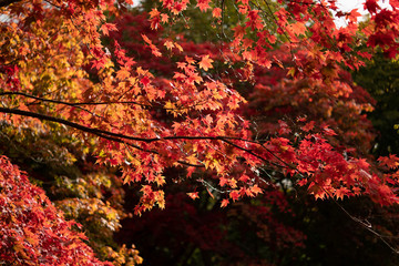 Fall colors