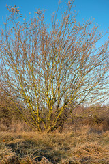 Bare winter tree against a clear blue sky