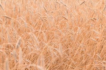 Wheat field, golden ears of wheat close up, harvest.