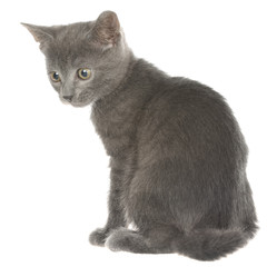 Small gray shorthair kitten sitting isolated