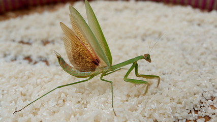 grasshopper on rice